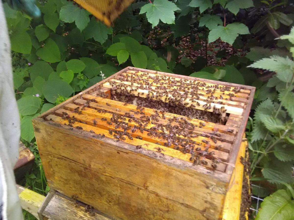 Hotel Castletownmoor Clinic & Permaculture Farm Kells  Zewnętrze zdjęcie