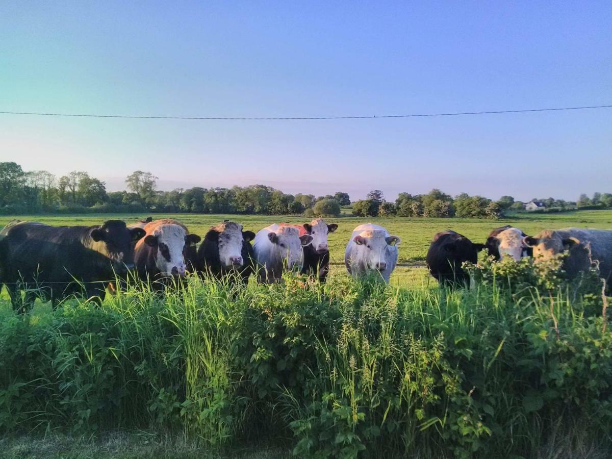 Hotel Castletownmoor Clinic & Permaculture Farm Kells  Zewnętrze zdjęcie