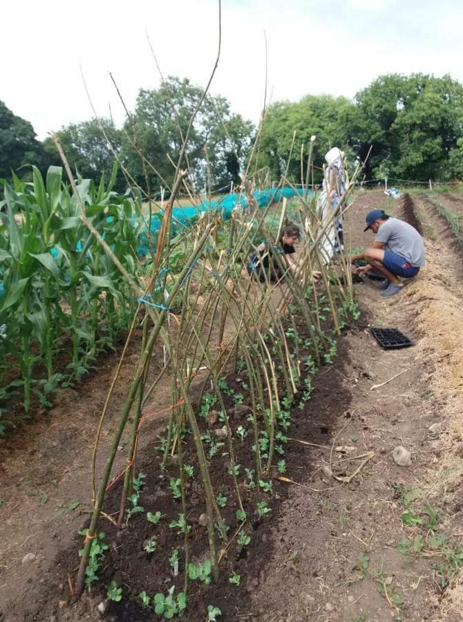 Hotel Castletownmoor Clinic & Permaculture Farm Kells  Zewnętrze zdjęcie