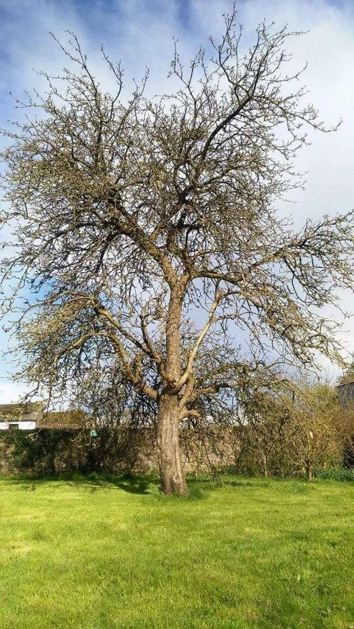 Hotel Castletownmoor Clinic & Permaculture Farm Kells  Zewnętrze zdjęcie